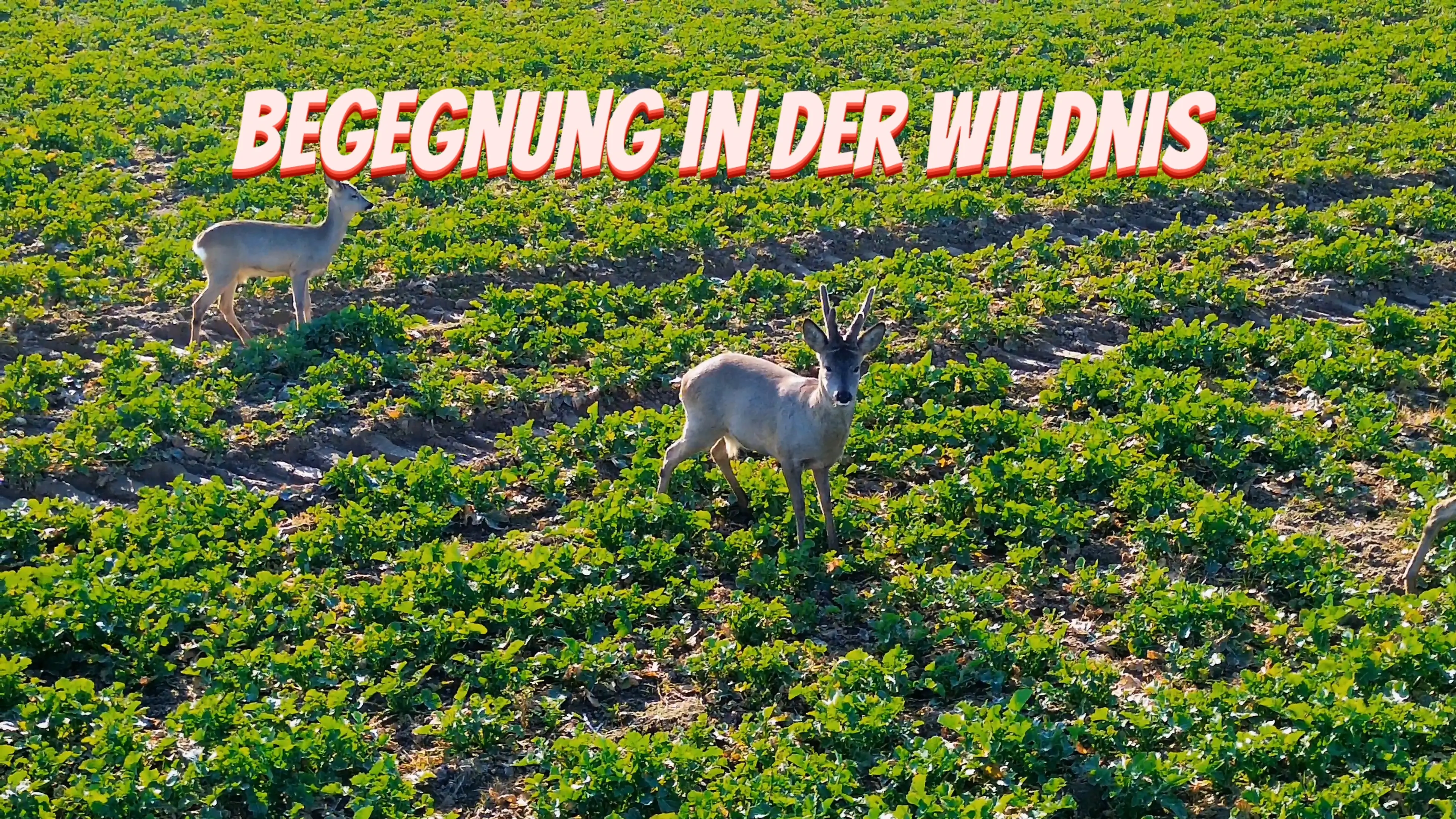 Drohnenvideo der Natur und Wildtiere bei Rostock – Luftaufnahme von SkySight HRO